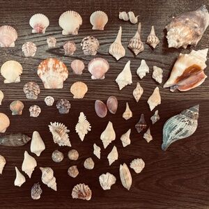 Random bundle of Seashells